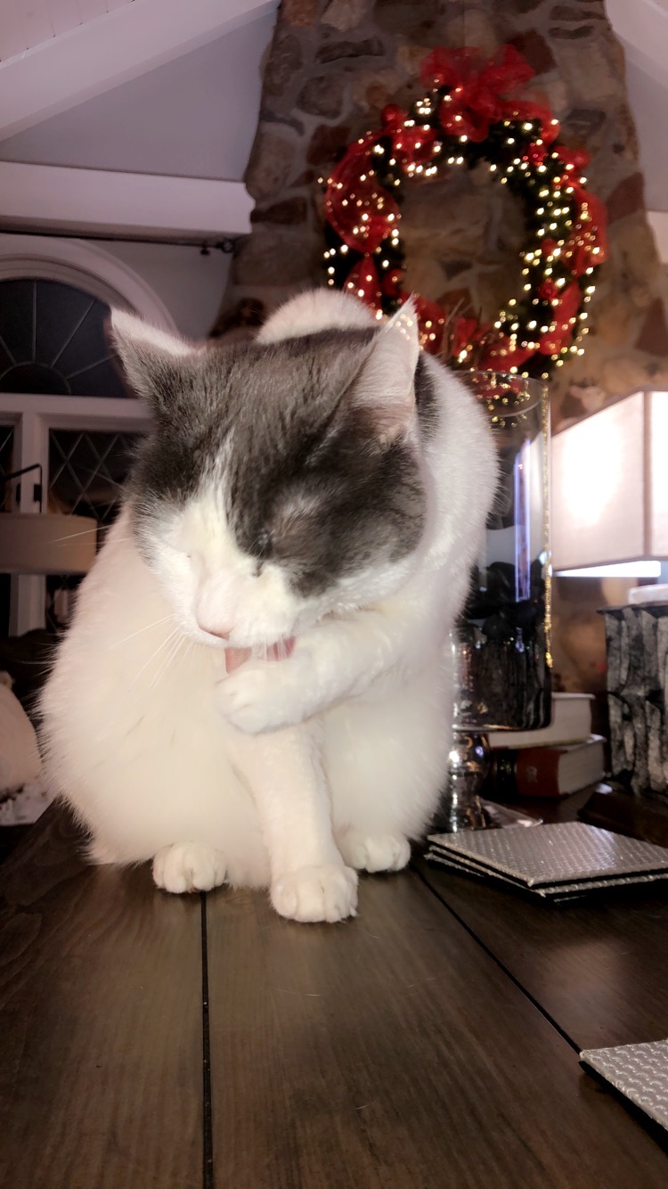 My cat